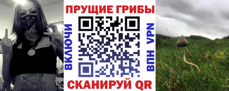 Псилоцибиновые грибы Cubensis  Лакинск 